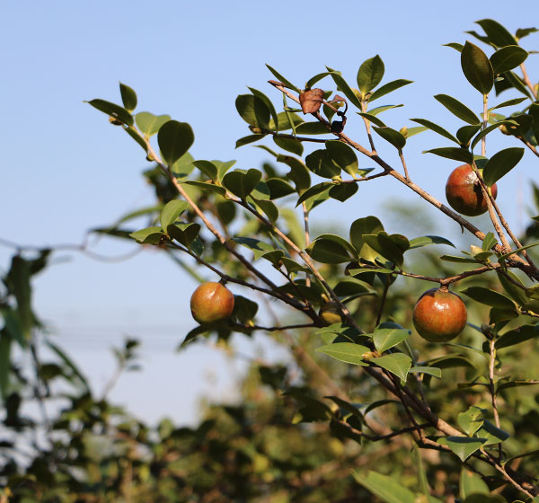 野生山(shān)茶油